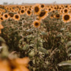 Meet your Posher, Montranique